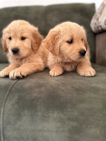erkek: Labrador-retriver, 1 ay, Erkek — 8