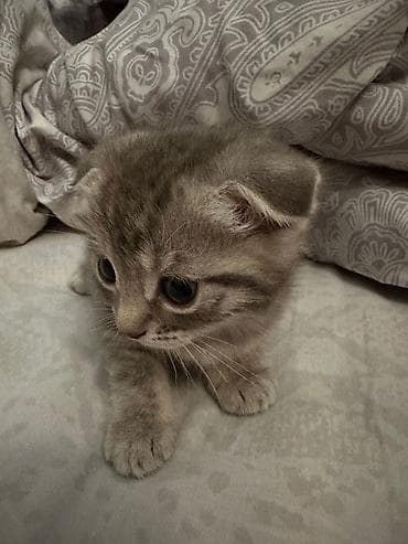 balaca itler satilir: Şotland yastı qulaq — 4