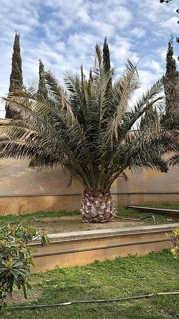 zeytun agaclari: Xurma (palma) ağacı – iri ölçülü, dekorativ landşaft üçün - Növ — 2