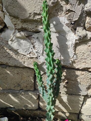 семена чиа баку: 80sm Kaktus.Sumqayıt içi çatdırma pulsuz.sumqayıt — 3