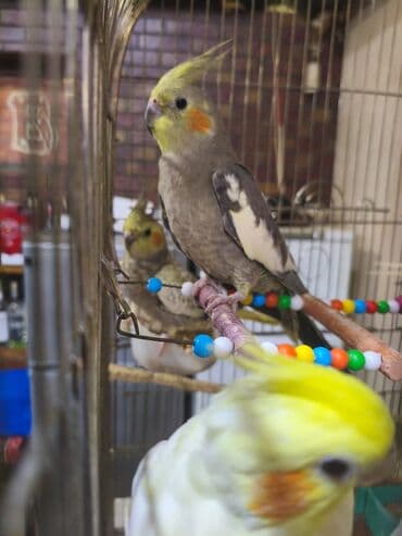 dişi pişik: Dişi korella 3 ədəd biri 35 Azn hamsin alana 30 manattan ödenişli — 1