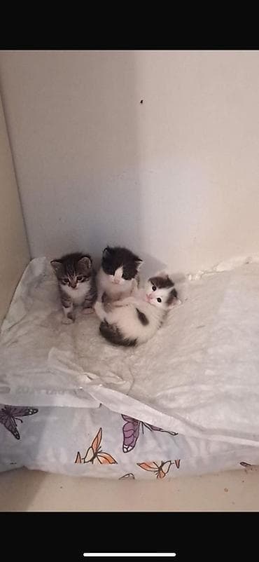 lalafo pisik satisi: Erkək, Yaxşı əllərə, Pulsuz çatdırılma — 2