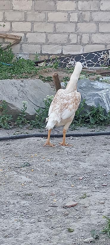 it satilir ucuz: Toyuq, Damazlıq — 7