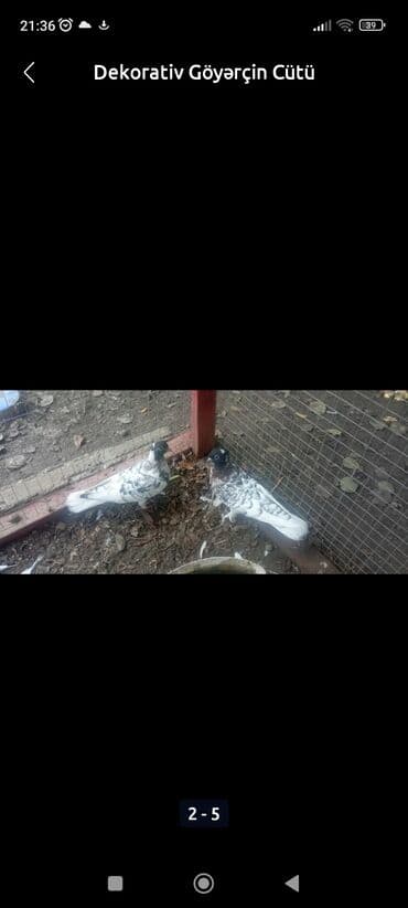 пудель карликовый цена: Sağlam quşlardır hər ikisi dişi olduğu üçün qiymət ucuzdu .qiymət — 2