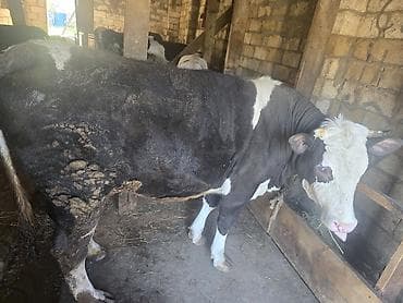 sarı dana: Məhsul: Dana/öküz (ətli heyvan) Təsvir: - Şəkillərdə iri cüssəli — 1