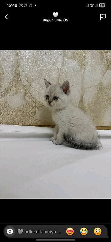 Pişiklər: Sevimli balaca pişik balası - Rəng: krem-boz gövdə, qulaq, quyruq və — 3