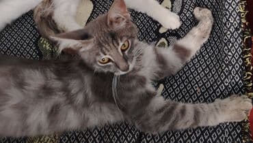 cins pişik: Boz rəngli, uzun tüklü, zolaqlı naxışlara malik ev pişiyi — 1