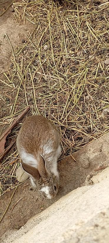 dovsan balasina ne deyilir: Salam hərkəsə bu gördüyünüz karlıq dovşanradi ancaq balaları satilir — 4