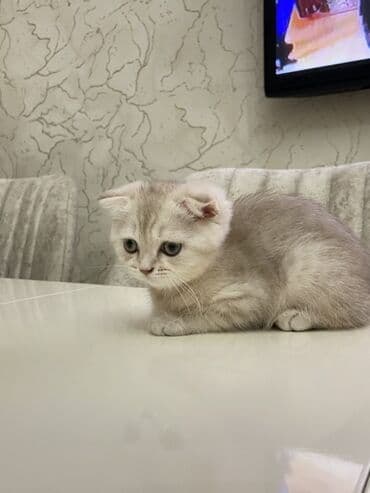 simmental inək cinsi: Erkək, Yaxşı əllərə — 6