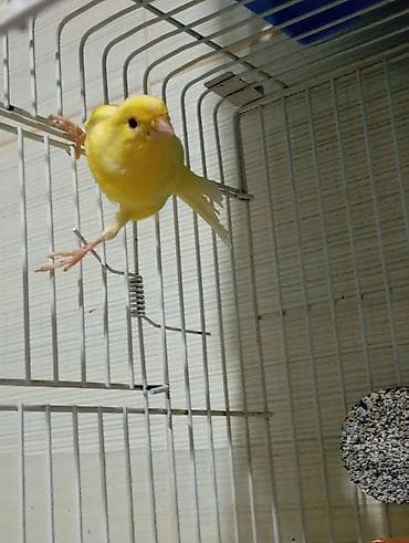 ev pişiy: Bülbül 3 ayliq ərkək oxuyur bala quş kimi yanvarin 2 si yumurtadan — 6