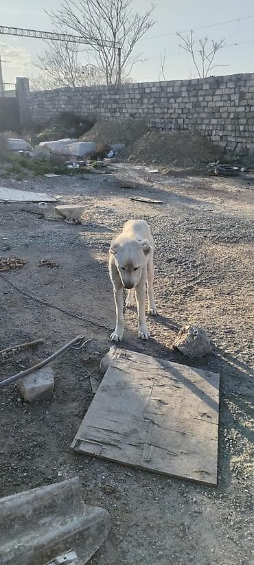 itlərin sekisi: Alabay, 2 il, Erkek — 2