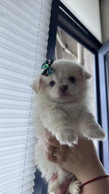 Quşlar: Mətn: Balaca it balaları(Pomerianskiy wpic+Korolevskiy pekenes) - — 6