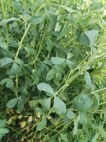 yonca toxumu satilir: Salam. İtaliya Gea sortu yonca toxumudur. Yerli yetişdirilmiş və — 5