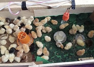 hinduşqa balası: Toyuq cücələri, Damazlıq — 2