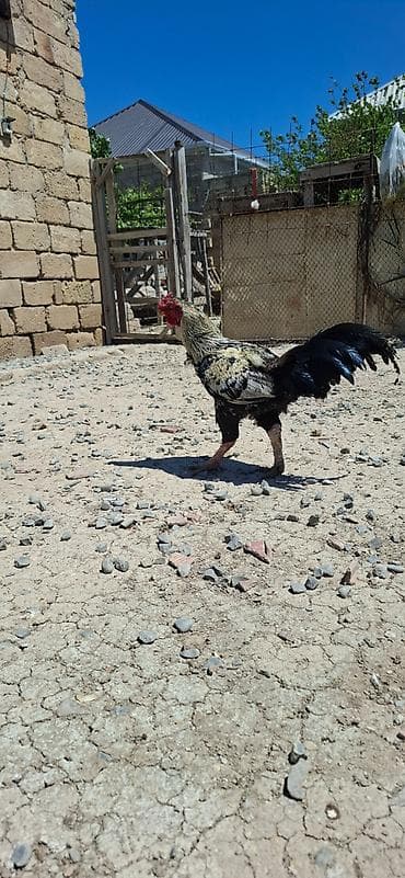 it adlari dişi: Turk sortu damazlıq döyüş xoruzudur 7 meydan 6 qalıbyet balaxanıdan — 2