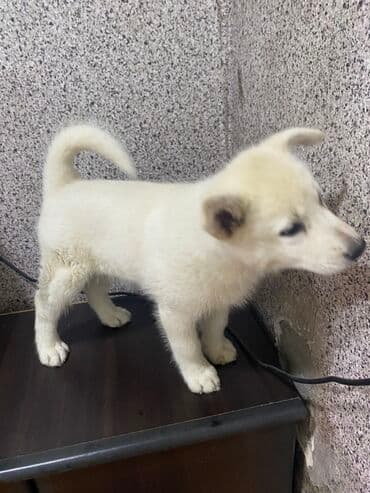 naxcivan it elanlari: Xaski, 2 ay, Dişi — 4