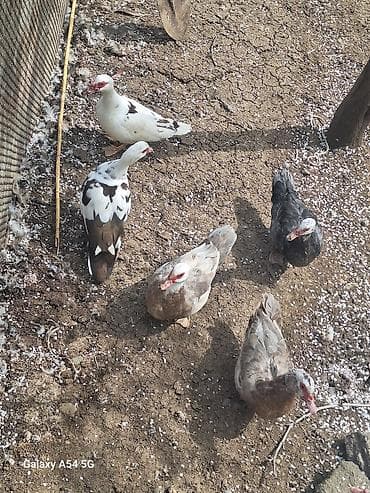 mandarin ördəyi: Erkək, | Lal ördək, Ətlik — 2