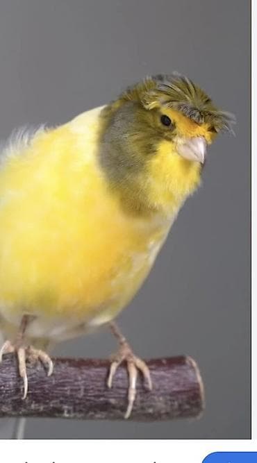 karella quşu: Salam 25 manatdan bül bül alıram. 1 dene veya daha çox ferqi yoxdu — 1