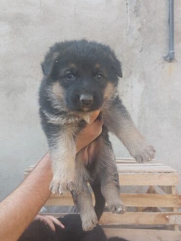 itlər satışı: Alman çoban iti, 1 ay, Erkek, Ödənişli çatdırılma — 2