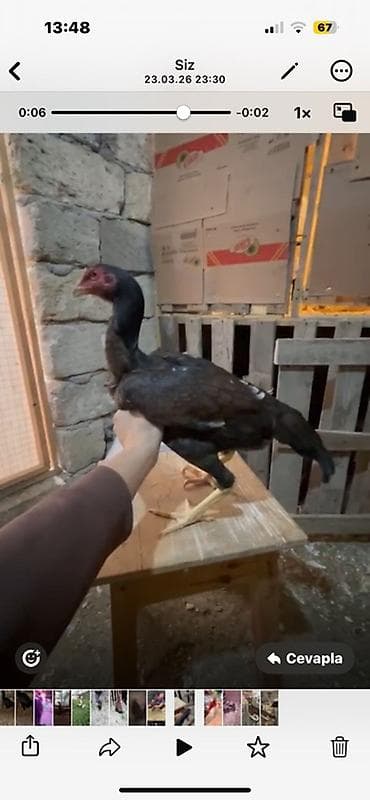 yapon xoruzu: Çapar beçə iyun beçəsidi probu var isteyen olsa wpda yazsın atım fere — 4