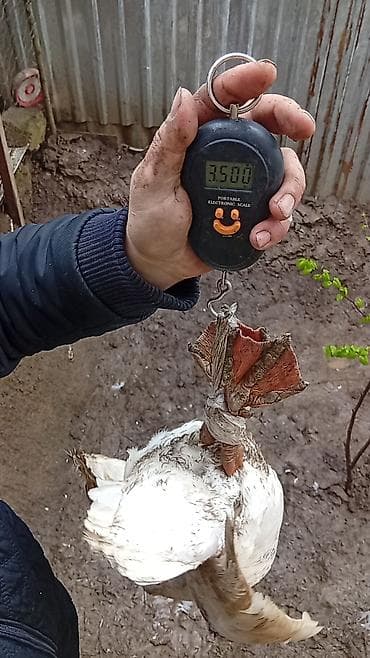 Erkək, Damazlıq, Ödənişli çatdırılma