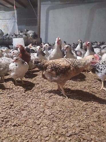 kənd toyuqlarının satışı: Toyuq, Bresse, Damazlıq, Ünvandan götürmə — 2