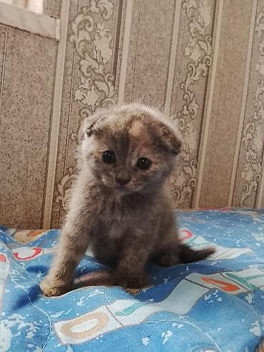 mimi: Şotland yastı qulaq — 1