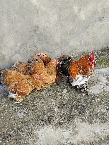 yırtıcı quş: Karlik koxinlər satilir.bu ilki koxinlərdi.Cutu 60 manat.Baki və bəzi — 2