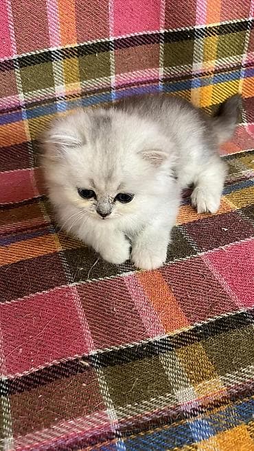 Gümüş rəngli, uzun tüklü, yumru sifətli balaca pişik balası