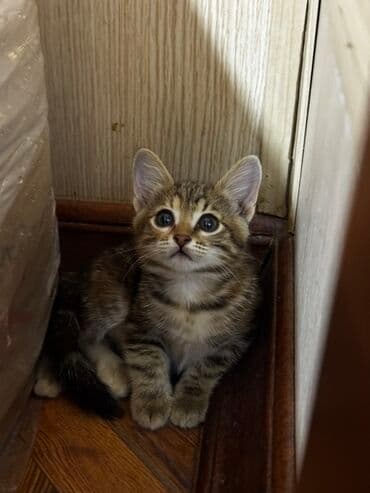 heyvanlara verilen xususi adlar: Tabbi — 2