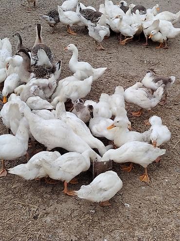 dovsan sekli: Məhsul: Ağ ördəklər pekin qiymetle baqli narahat etmeyin erkey disi — 4