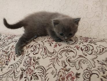 heyvanlar: Britaniya cins pişiyi - Zərif, tükü qısa və ipək kimi boz rəngdə - — 2