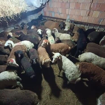 Salam aleyküm saxlamlıq quzularm var satram isdiyen0775431770 elaqe — 10