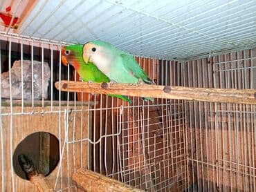 tuk tuk mmc: Nerazlucnik fişer ayrilmazlar maskvıy deyillər cütdu satılır hazır — 3