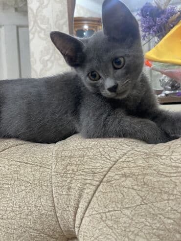 русская голубая кошка баку: Rus mavi, Erkək, Yaxşı əllərə, Ünvandan götürmə — 2