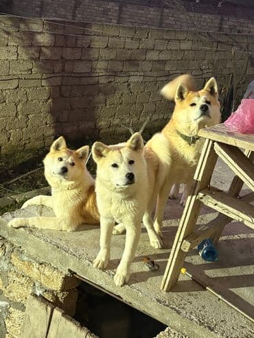 elxan elatlı belcika ovcarkası pdf: Akita-inu, 6 ay, Dişi, Peyvəndli, Ünvandan götürmə — 2