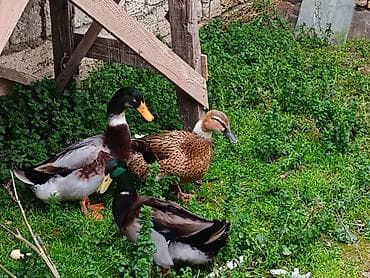 qaz və ordək: Erkək, Yumurtalıq — 2