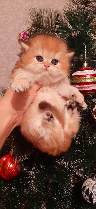 meyn kun pişiyi: Britan — 6