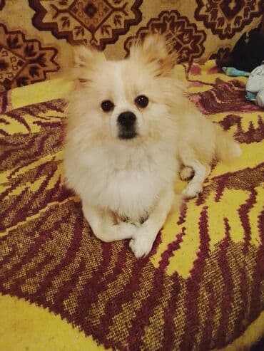 отдам хаски в добрые руки: Шпиц — 1