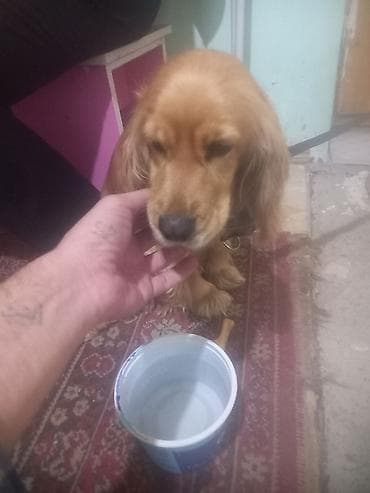golden retriever qiymet: Dişi, Cütləşmə üçün, Ünvandan götürmə — 1