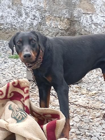 xasqi itləri: Doberman, Erkek, Peyvəndli — 1