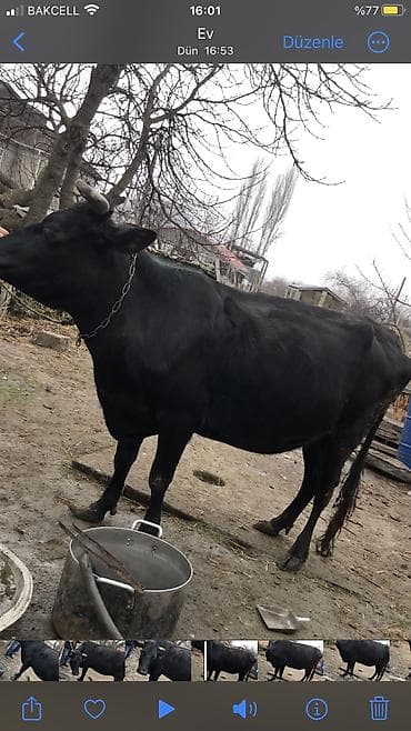simmental danalarin satisi: Dişi, il: 4, 1900 kq, Südlük, Ünvandan götürmə — 2