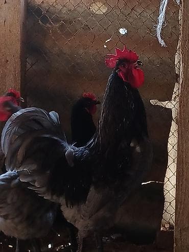 Heyvanlar: Australorp yumurtası çox istəyənə endirim olunur.
0705932535 — 2