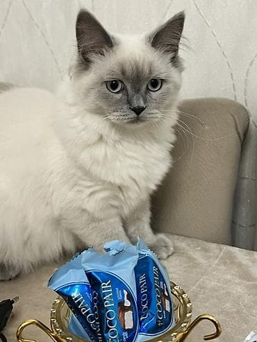 mingəcevir pişik: Britan, Dişi, Yaxşı əllərə — 1