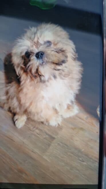 setteri it cinsi: Pekines, 3 ay — 1