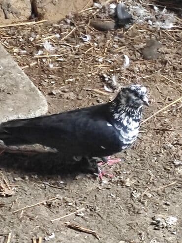 goyerçin: Məhsul: Göyərçin salam çil döş maya satilir, super bala verən sağlam — 5