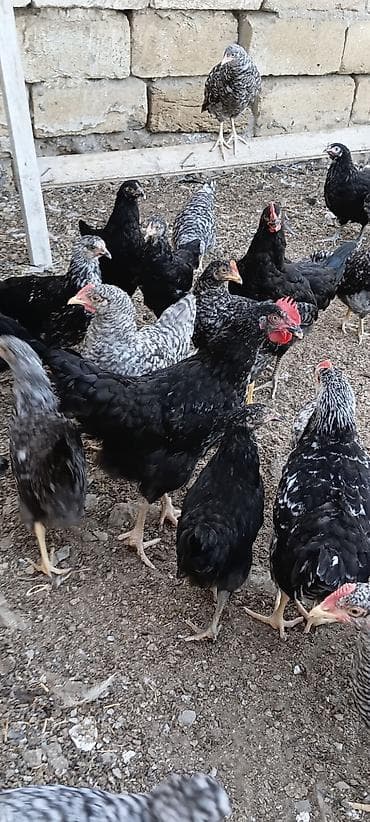 quşlar: Xarkov və astrolop toyuqları satılır. 3 aylıqdılar vaksin olunublar — 1