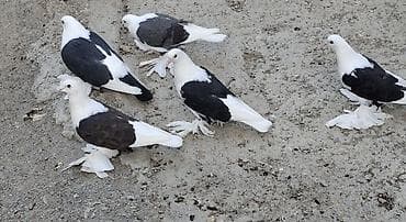 deve quşu: Məhsul: Qanadlı ayaqlı dekorativ göyərçinlər (ağ-qara rəngli) Təsvir — 1