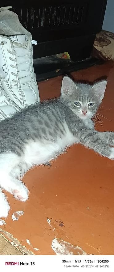 tap. az itler: Tabbi, Yaxşı əllərə — 1