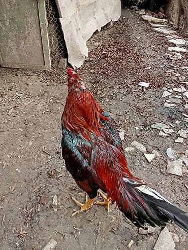 Digər heyvanlar: Döyş vidosu var 2 qələə Təsvir: - Uzunboyun, çevik bədən quruluşlu — 3